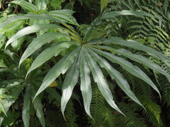 Arisaema consanguineum