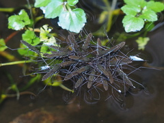 Gerris gracilicornis