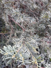 Taxus baccata