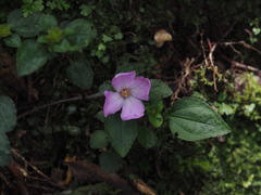 Sarcopyramis napalensis delicata