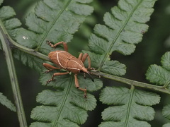 Cryptoderma formosense