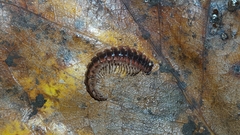 Pseudopolydesmus canadensis