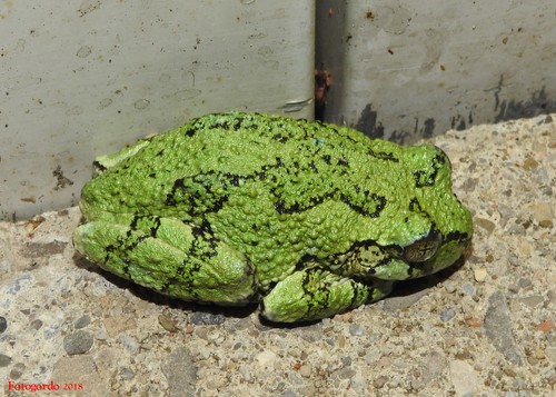 Gray Treefrog, photo 7 of 8
