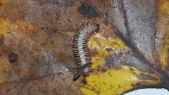 Pseudopolydesmus canadensis