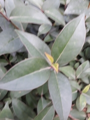 Ligustrum