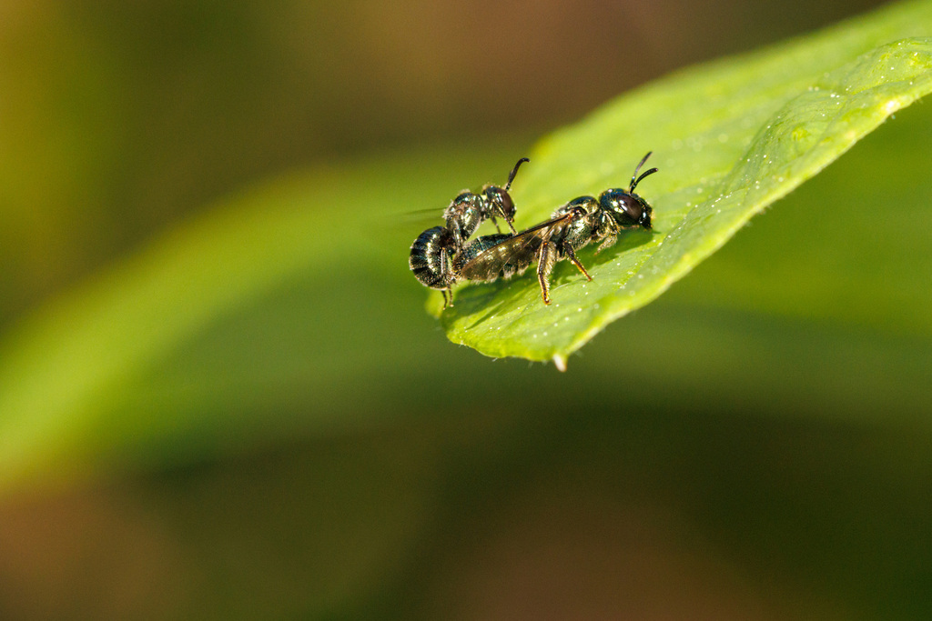 Prickly Ceratina