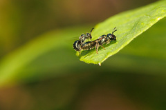 Prickly Ceratina