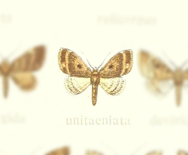Mesoptila unitaeniata