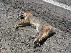 Urocyon cinereoargenteus townsendi