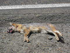 Urocyon cinereoargenteus townsendi