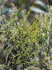 Cassytha paniculata