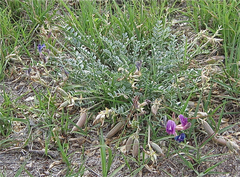 Astragalus missouriensis