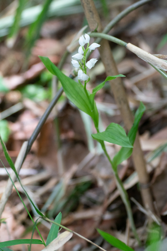 Image of Cephalanthera erecta by (c) WATANABE Hitoshi 渡辺仁, some rights reserved (CC BY)