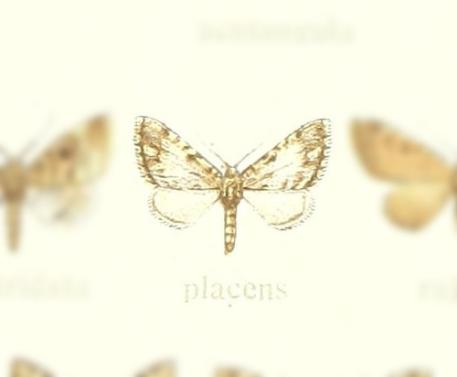 Eupithecia placens