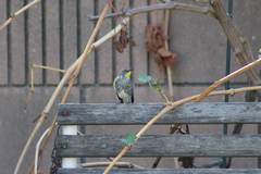 Setophaga coronata auduboni