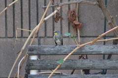 Setophaga coronata auduboni