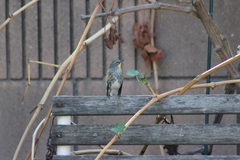 Setophaga coronata auduboni