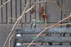 Setophaga coronata auduboni