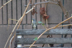 Setophaga coronata auduboni