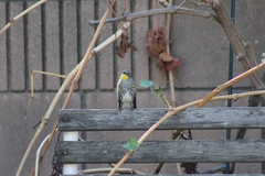 Setophaga coronata auduboni
