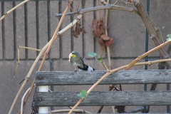 Setophaga coronata auduboni