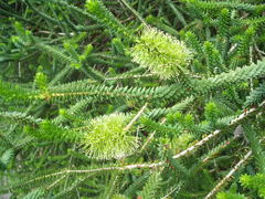Melaleuca diosmifolia