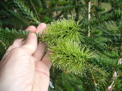 Melaleuca diosmifolia