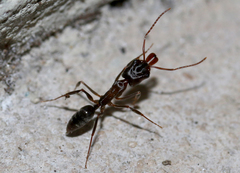 Odontomachus brunneus