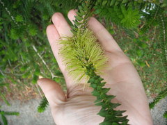 Melaleuca diosmifolia