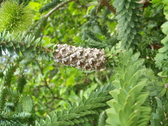 Melaleuca diosmifolia