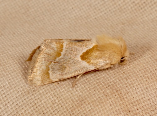 Schinia ligeae photo 2