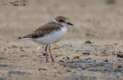 Charadrius alexandrinus
