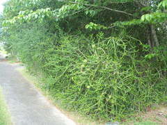 Melaleuca diosmifolia