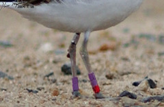 Charadrius alexandrinus