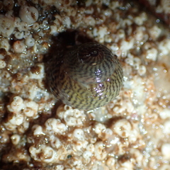 Steromphala cineraria