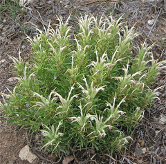 Castilleja sessiliflora