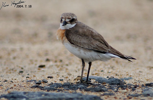 Kolymaregenpfeifer (Anarhynchus mongolus)