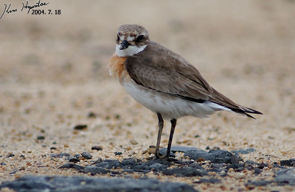 Siberian Sand Plover (Anarhynchus mongolus)