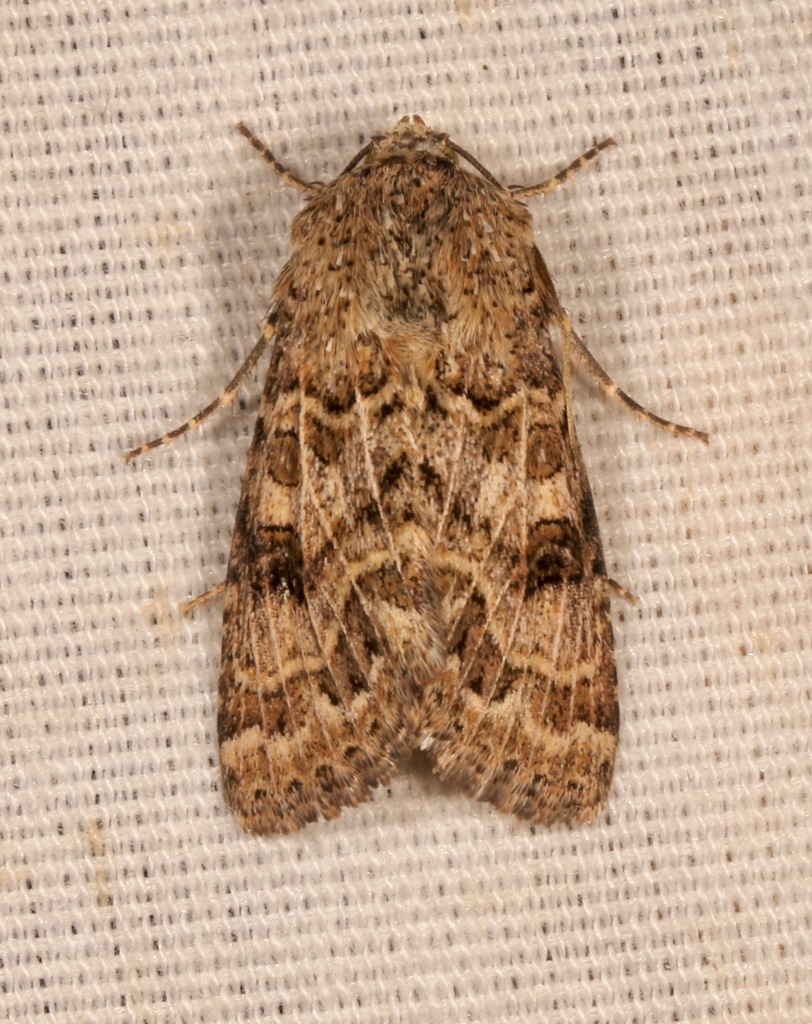 Schinia crotchii