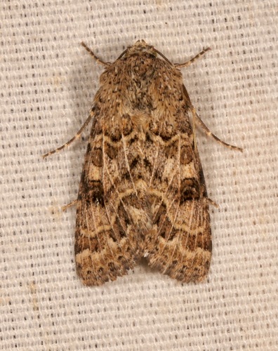 Schinia crotchii