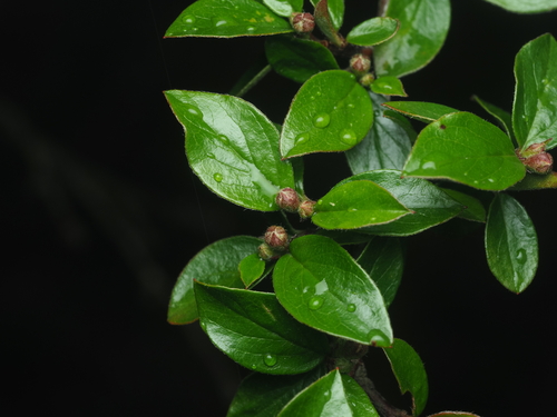 Cotoneaster divaricatus