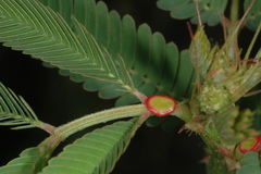 Desmanthus acuminatus