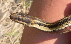 Nerodia clarkii clarkii