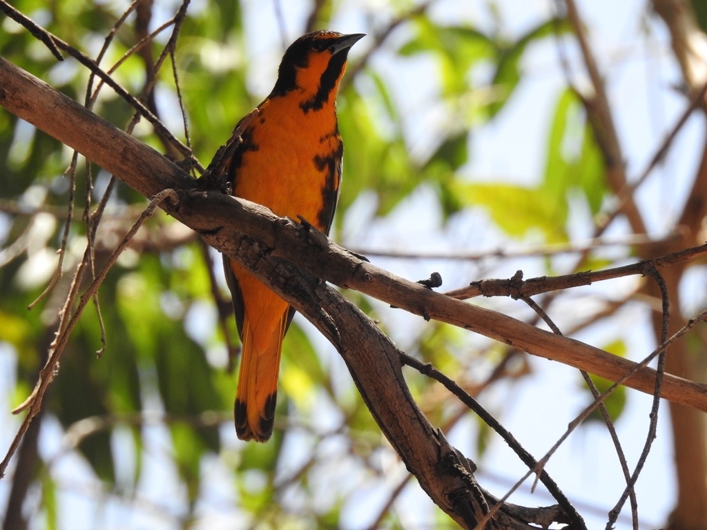 Black-backed Oriole from Parque Guadiana, Durango, Durango, MX on April ...