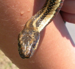 Nerodia clarkii clarkii