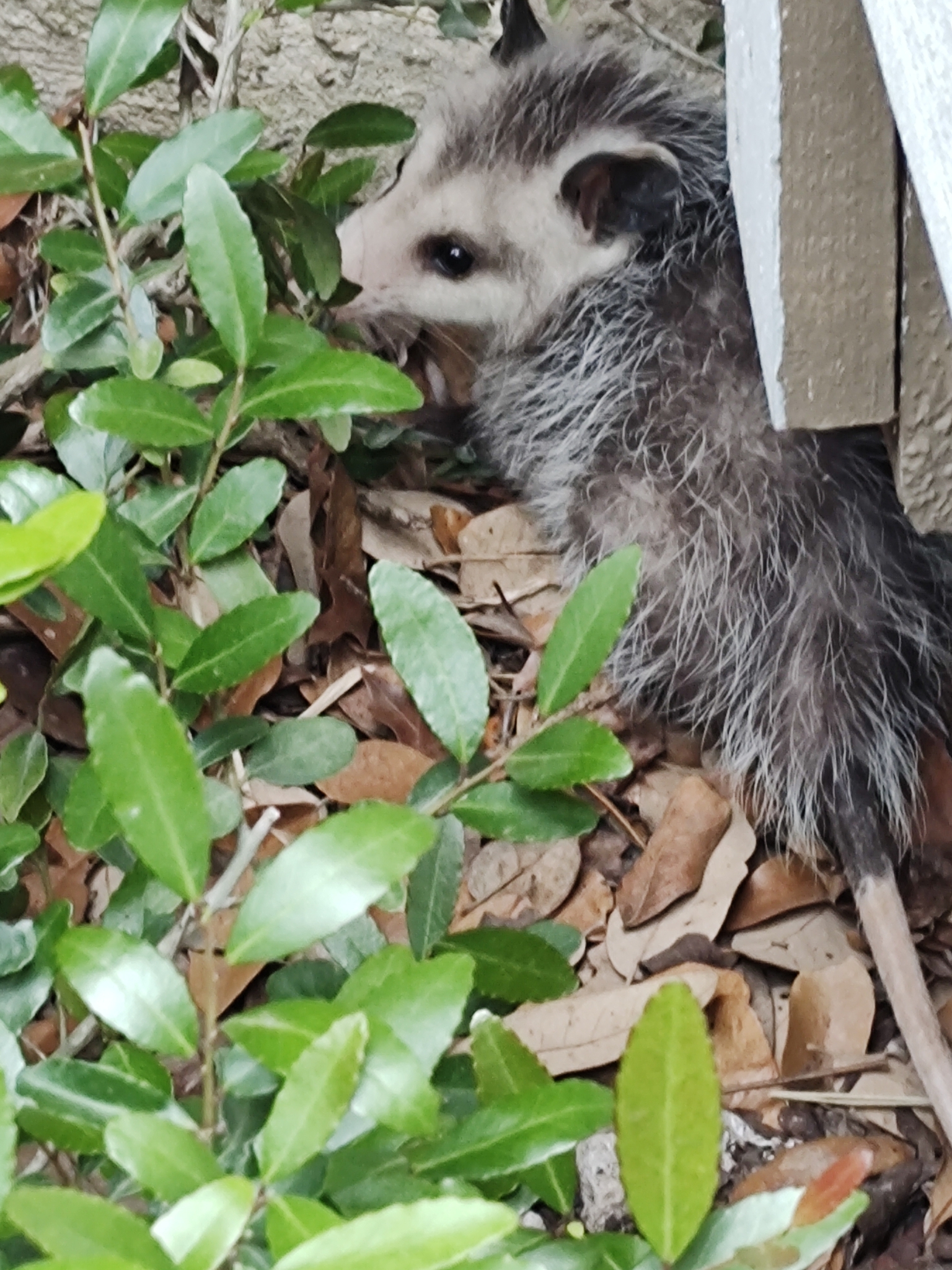 Didelphis virginiana<br>28 April, 2023