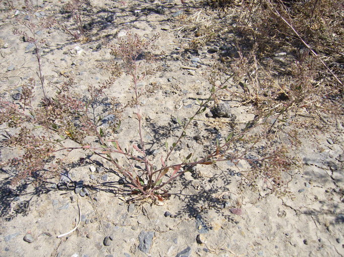Wayside pepper grass
