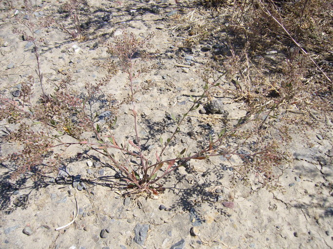 Lepidium pinnatifidum