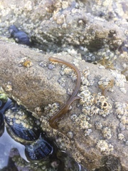 Nemalion elminthoides