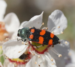 Castiarina vegeta